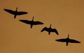 Martin Hierck vogels in vlucht