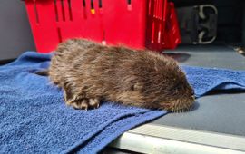 Dierenambulance Zwolle Jonge otter opgevangen door de Dierenambulance Zwolle