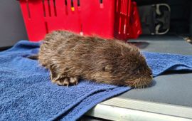 Jonge otter opgevangen door de Dierenambulance Zwolle