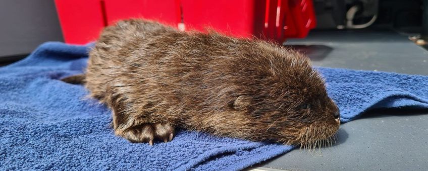 Jonge otter opgevangen door de Dierenambulance Zwolle