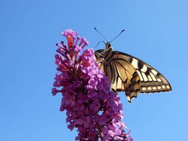 De koninginnenpage wordt steeds vaker gezien en in je tuin heb je een goede kans