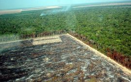 Wageningen UR Amazone-ontbossing in MatoGrosso