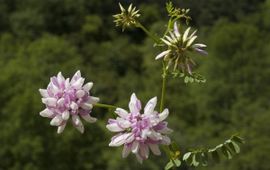 Saxifraga-Marijke Verhagen Bont kroonkruid