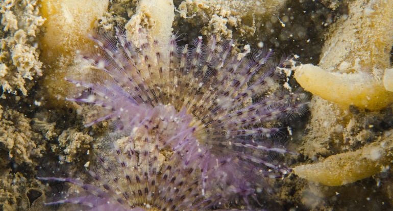 De Paarse kokerworm heeft zich nu ook lokaal in de noordelijke Oosterschelde gevestigd