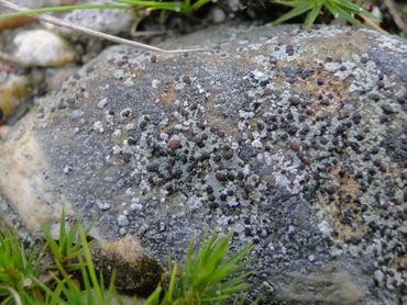 Gewoon sterschoteltje samen met kiezeloogje, groeiend op een kiezelsteen in de heide