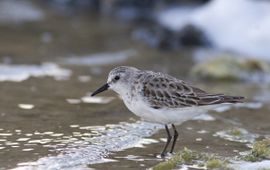 Kleine strandloper