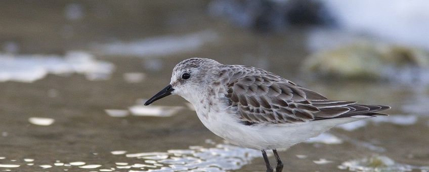 Kleine strandloper