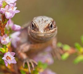 Levendbarende hagedis