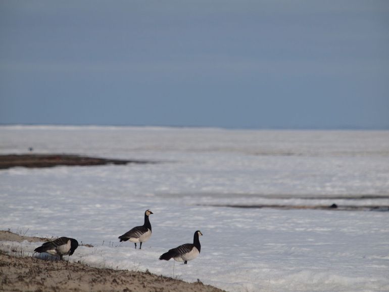 Barnacle geese in the snow