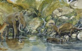 Peter Schouten Tekening van de uitgestorven zoogdieren van Sardinië: de dwergmammoet, een reuzenotter, het dwerghert, de hondachtige en de reuzenfluithaas.