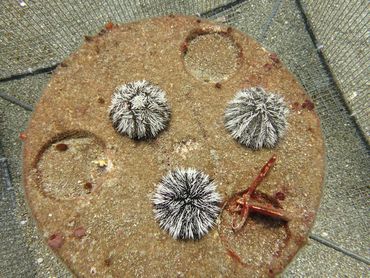 West Indian sea eggs on a Moreef, a modular restoration reef