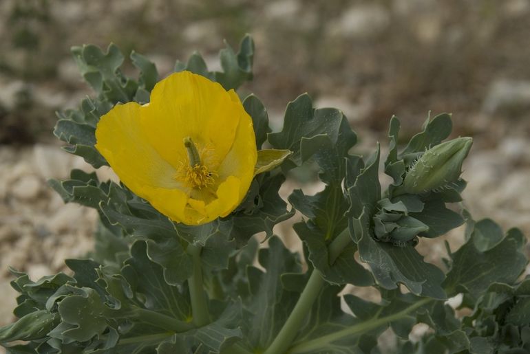 Gele hoornpapaver is een warmteminnende soort die al in Nederland is gearriveerd