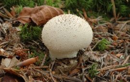 Lycoperdon perlatum. Parelstuifzwam