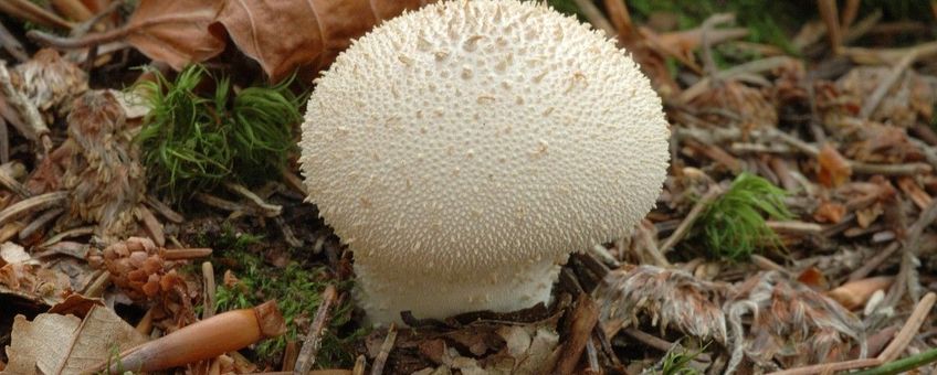 Lycoperdon perlatum. Parelstuifzwam