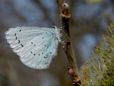 Er zijn minder boomblauwtjes geteld in de monitoringroutes van het Meetprogramma