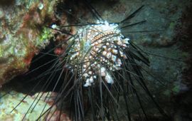 Alwin Hylkema Sick Diadema antillarum