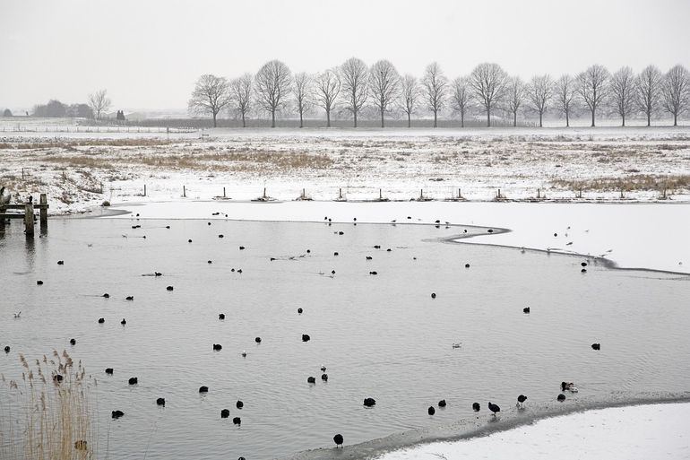 Meerkoeten in de winter