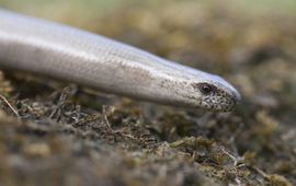 Saxifraga-Mark Zekhuis Hazelworm