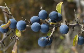 Prunus spinosa. Sleedoorn