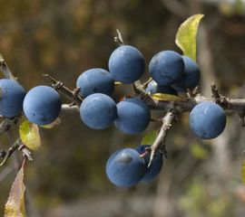 Prunus spinosa. Sleedoorn