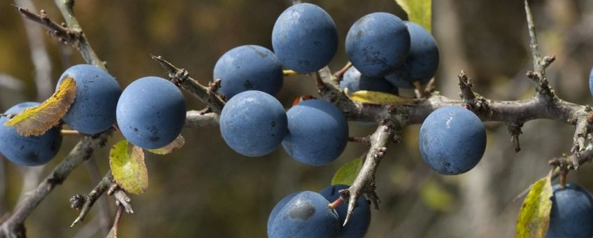 Prunus spinosa. Sleedoorn
