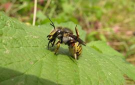 De grote wolbij, Anthidium manicatum