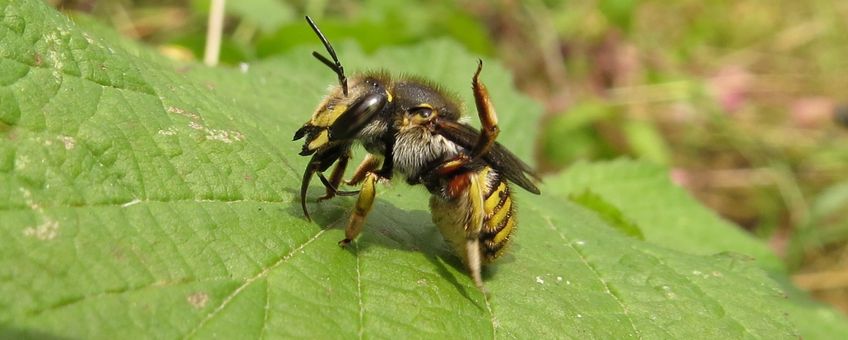 De grote wolbij, Anthidium manicatum