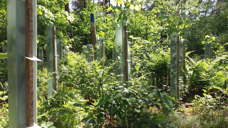 De wilddruk in de bossen is zo groot dat wildbescherming steeds belangrijker wordt. Het beschermen van de nieuwe aanplant in die eerste cruciale fase kan op verschillende manieren. Hier is dat gedaan met wildkokers. Na een aantal jaar zijn de boompjes en struiken sterk en groot genoeg en kunnen de kokers weer weg