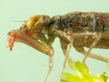 Deze larve van de paardenbijter heeft net een prooi verschalkt en het vangmasker is goed te zien