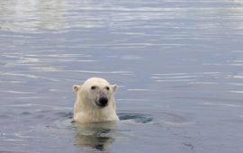 naturepl.com / Steven Kazlowski / WWF Ijsbeer lead