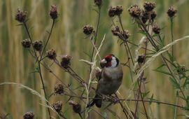N Mahieu, Flickr knoopkruid met putter