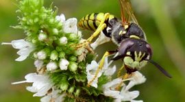 Bijenwolf (Philanthus triangulum) op Marokkaanse munt (Mentha spicata 'Moroccan'