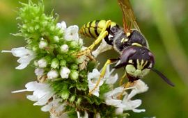 Bijenwolf (Philanthus triangulum) op Marokkaanse munt (Mentha spicata 'Moroccan'