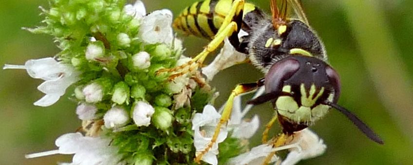 Bijenwolf (Philanthus triangulum) op Marokkaanse munt (Mentha spicata 'Moroccan'