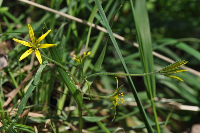 Akkergeelster; vertegenwoordiger van een oud landschap dat het beschermen waard is