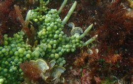 Caulerpa macrophysa, a common green algal species of Bonaire. This algae forms mats tightly attached to rocks and corals, often in the intertidal or shallow areas