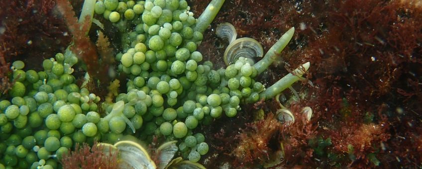 Caulerpa macrophysa, a common green algal species of Bonaire. This algae forms mats tightly attached to rocks and corals, often in the intertidal or shallow areas