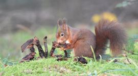 Eekhoorn die van een paddenstoel eet. Een groot gedeelte van de paddenstoel is al opgegeten, maar aan het eetvlak kan je kleine hapjes zien.