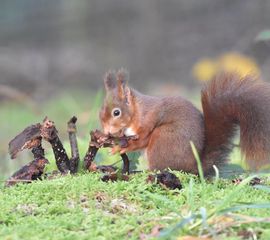 Eekhoorn die van een paddenstoel eet. Een groot gedeelte van de paddenstoel is al opgegeten, maar aan het eetvlak kan je kleine hapjes zien.