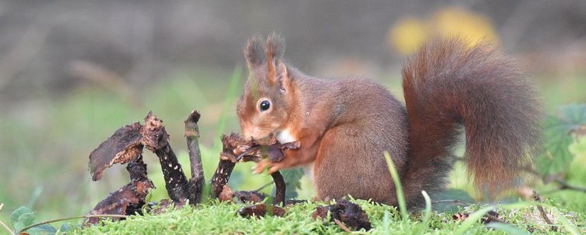 Eekhoorn die van een paddenstoel eet. Een groot gedeelte van de paddenstoel is al opgegeten, maar aan het eetvlak kan je kleine hapjes zien.