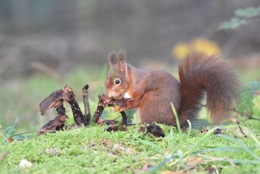 Eekhoorn die van een paddenstoel eet. Een groot gedeelte van de paddenstoel is al opgegeten, maar aan het eetvlak kan je kleine hapjes zien