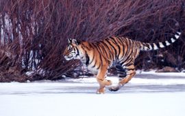 Siberische tijger