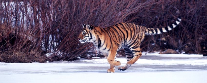 Siberische tijger