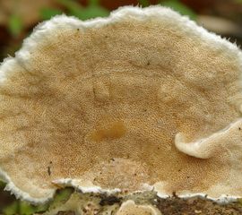 Gloeoporus dichrous, Tweekleurig elfenbankje