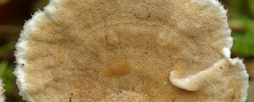 Gloeoporus dichrous, Tweekleurig elfenbankje