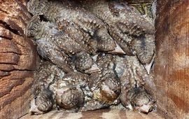 Zeven jonge draaihalzen in een nestkast