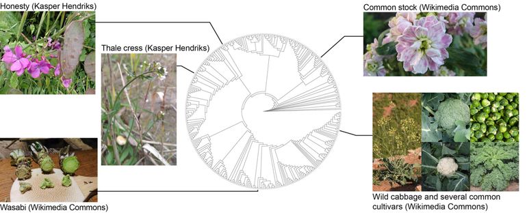 New reconstruction of the evolutionary tree (phylogeny) of the Brassicaceae family. Hundreds of different species are shown as branches along the edge of the circle. The Brassicaceae family contains dozens of known and important species, a section of which is highlighted. If you follow the branches inwards, you encounter the (now extinct) common ancestors of the various species. In this way, the family tree teaches us something about the relationships between the still-living species. In the middle of the circle, we find the common protoancestor of the Brassicaceae family