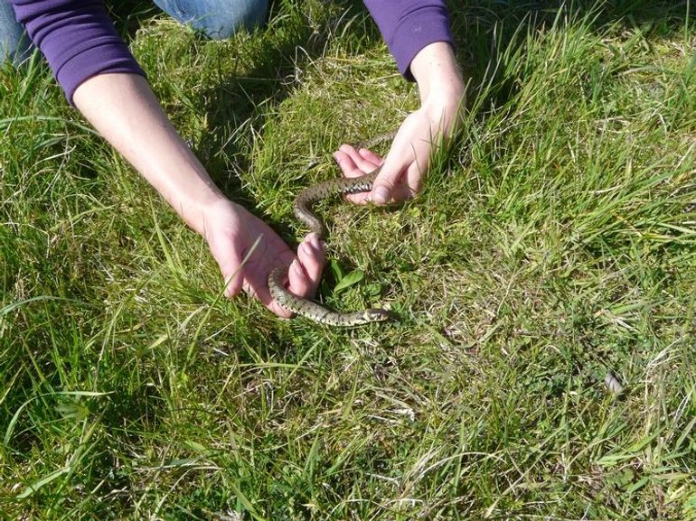 During monitoring, snakes are caught so that they can be measured, weighed and sexed