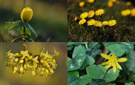 Gele voorjaarsbloeiers (vlnr winterakoniet, klein hoefblad, gele kornoelje en gewoon speenkruid)