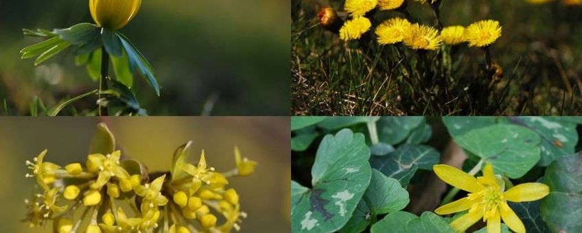 Gele voorjaarsbloeiers (vlnr winterakoniet, klein hoefblad, gele kornoelje en gewoon speenkruid)